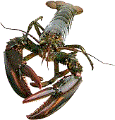 lobster